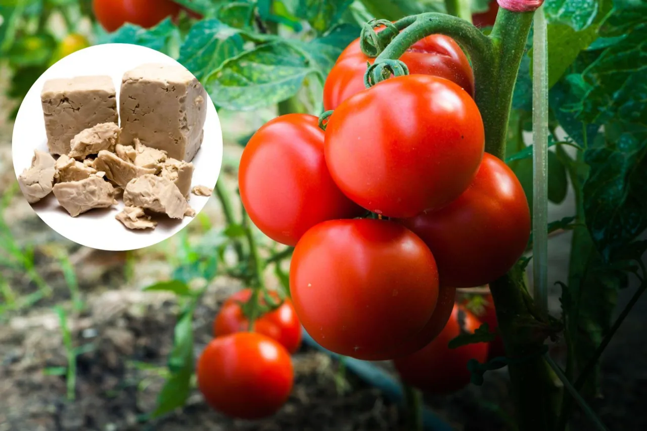 Zdjęcie Jaki naturalny nawóz do pomidorów zapewni zdrowe plony i ekologiczną uprawę?