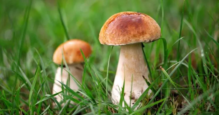 Zdjęcie Grzyby w ogrodzie: skuteczne sposoby na pozbycie się niepożądanych grzybów