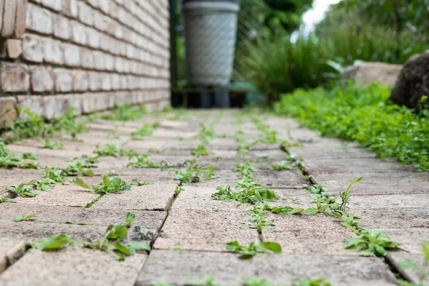 Zdjęcie Skuteczne sposoby na pozbycie się chwastów z kostki brukowej