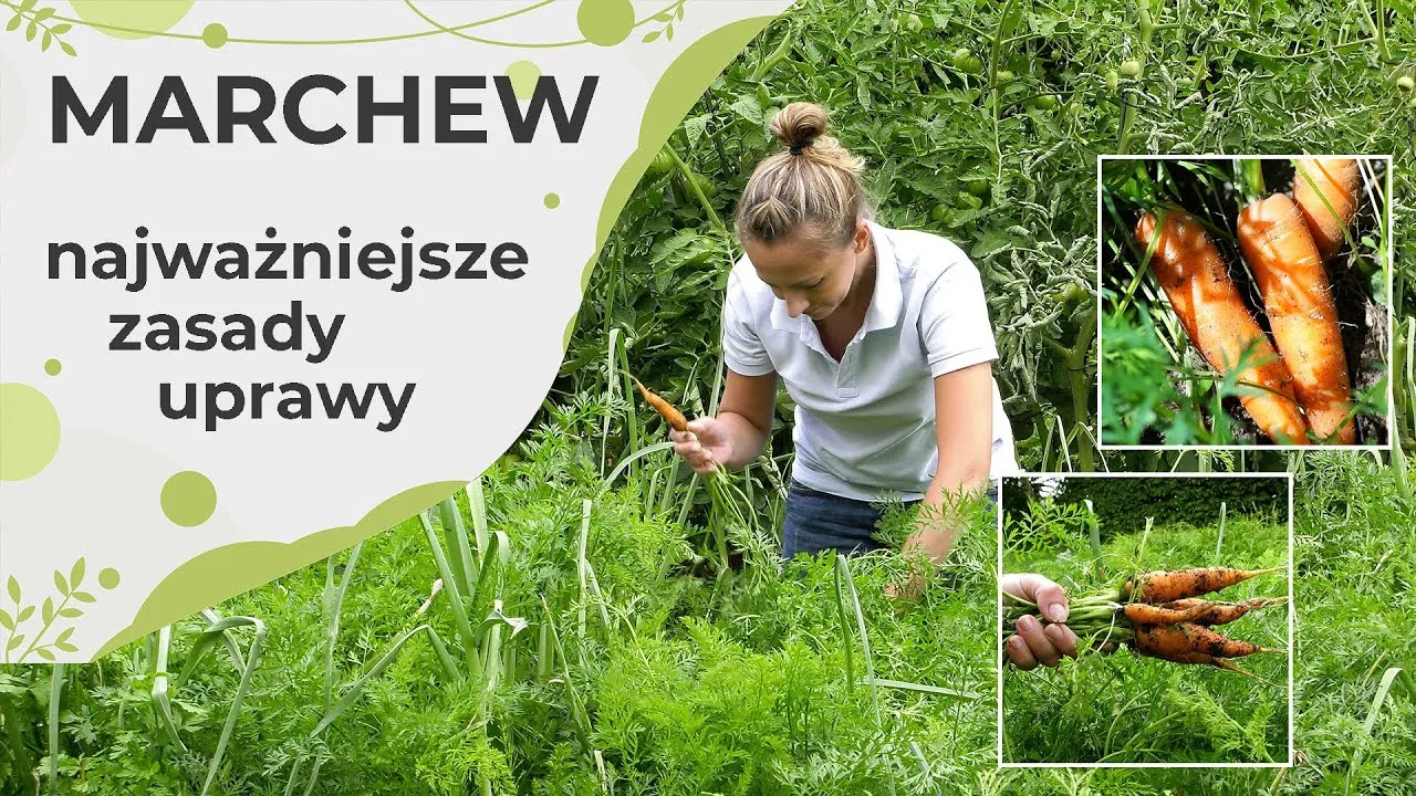 Zdjęcie Jak sadzić marchewkę - uniknij najczęstszych błędów w uprawie