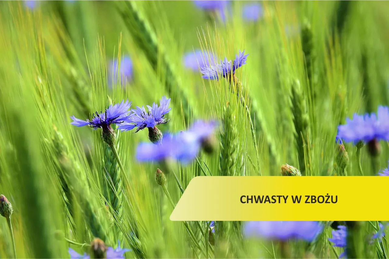 Zdjęcie Purpurowy chwast w zbożu? Identyfikacja i skuteczne zwalczanie