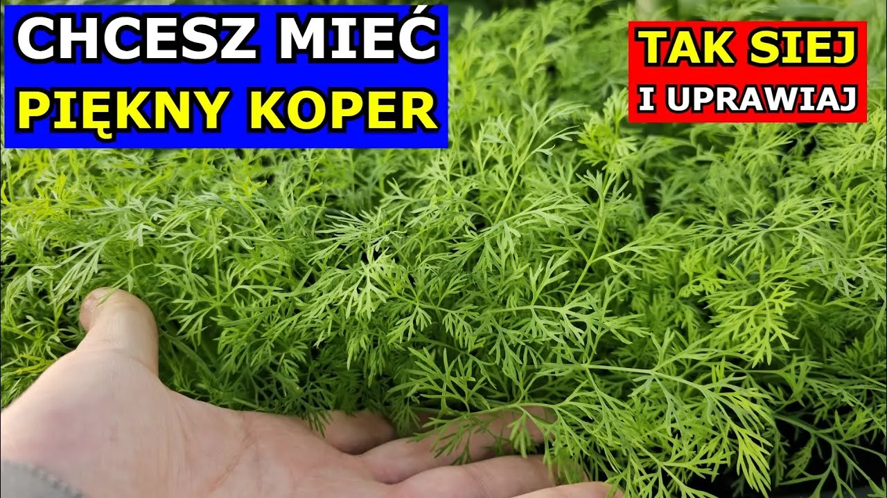 Zdjęcie Kiedy siać koper, aby uniknąć błędów i cieszyć się plonami