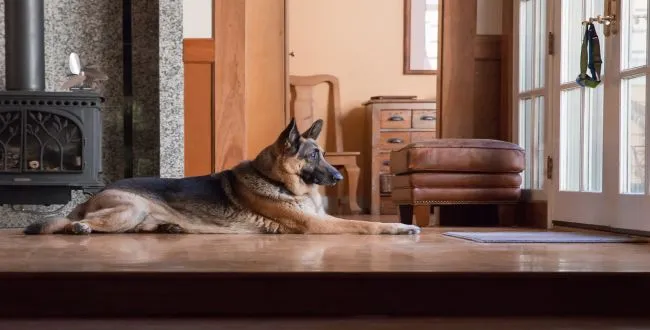 Zdjęcie Jak wychować owczarka niemieckiego, aby uniknąć problemów behawioralnych