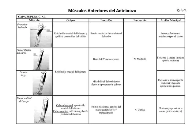 Zdjęcie Todo sobre los músculos del antebrazo: funciones y clasificación esenciales