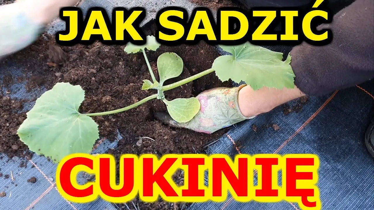 Zdjęcie Kiedy sadzić sadzonki cukinii, aby uniknąć przymrozków?