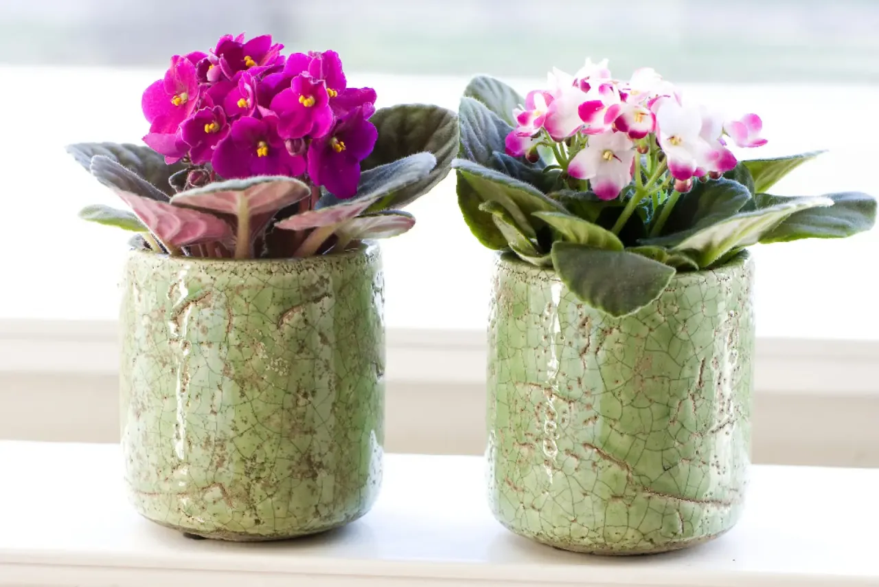 Zdjęcie Kwiat doniczkowy na prezent: Wybierz idealną roślinę!