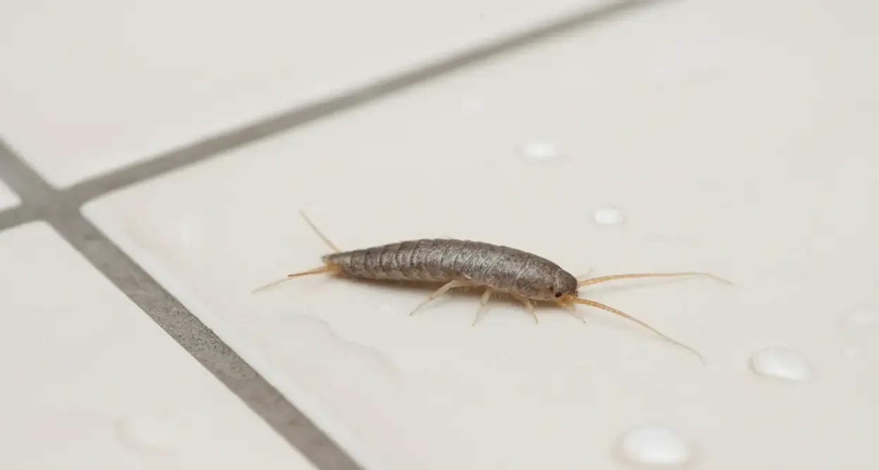 Zdjęcie Skuteczne sposoby na pozbycie się rybików z mieszkania raz na zawsze