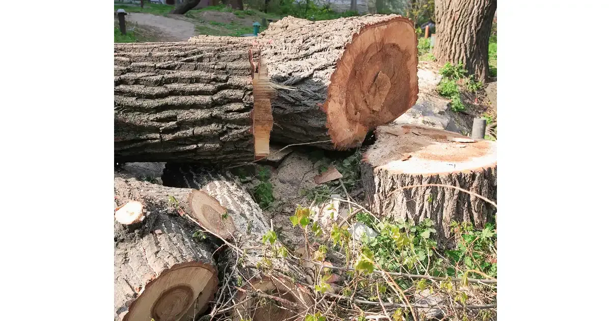 Zdjęcie Kiedy wycinać drzewa? Sprawdź dozwolone miesiące i przepisy