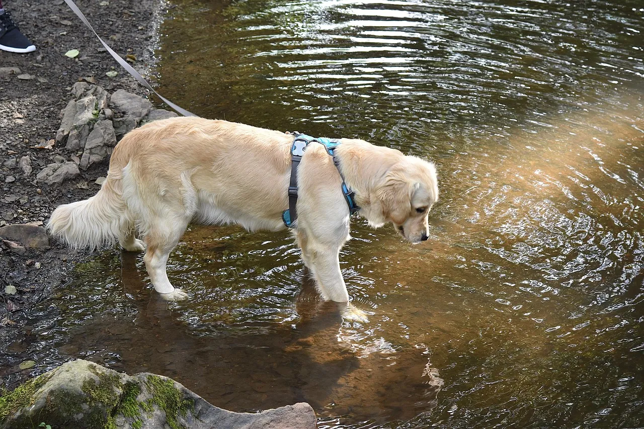 Zdjęcie Kiedy rośnie sierść golden retrievera? Kluczowe informacje i etapy rozwoju