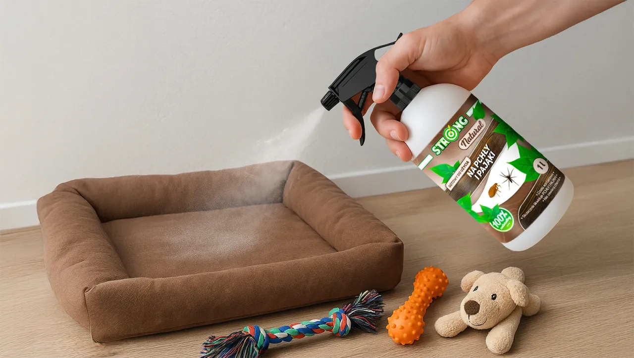 Zdjęcie Jak wytepić pchły z mieszkania - skuteczne metody i porady