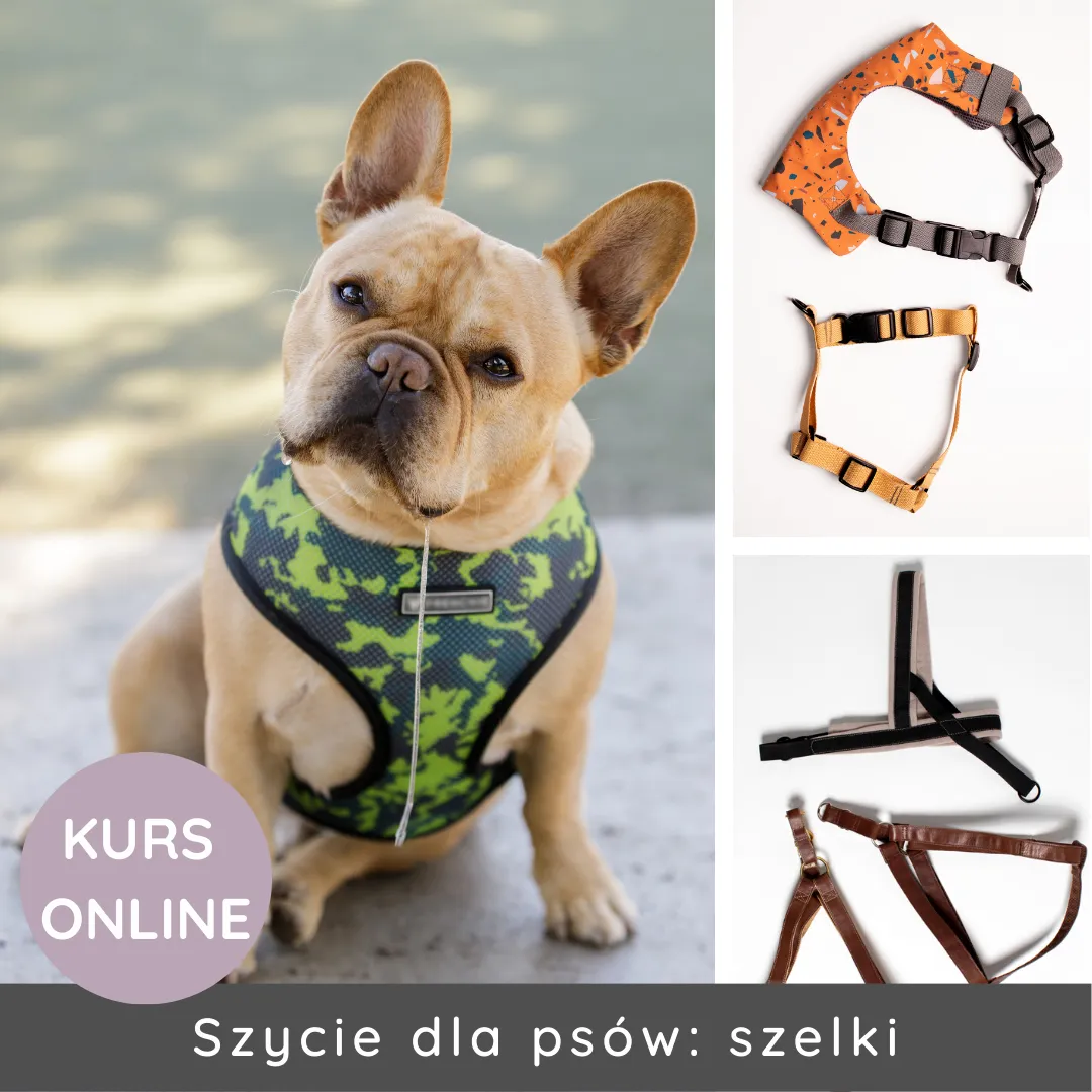 Zdjęcie Jak uszyć szelki bezuciskowe dla psa i zapewnić mu komfort