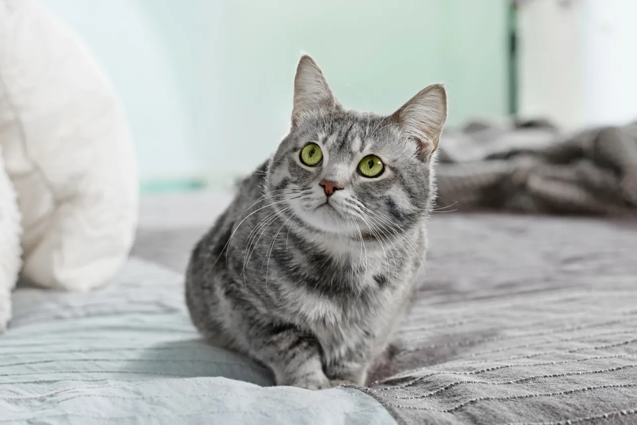 Zdjęcie Warum pinkelt Katze ins Bett? Die überraschenden Gründe und Lösungen