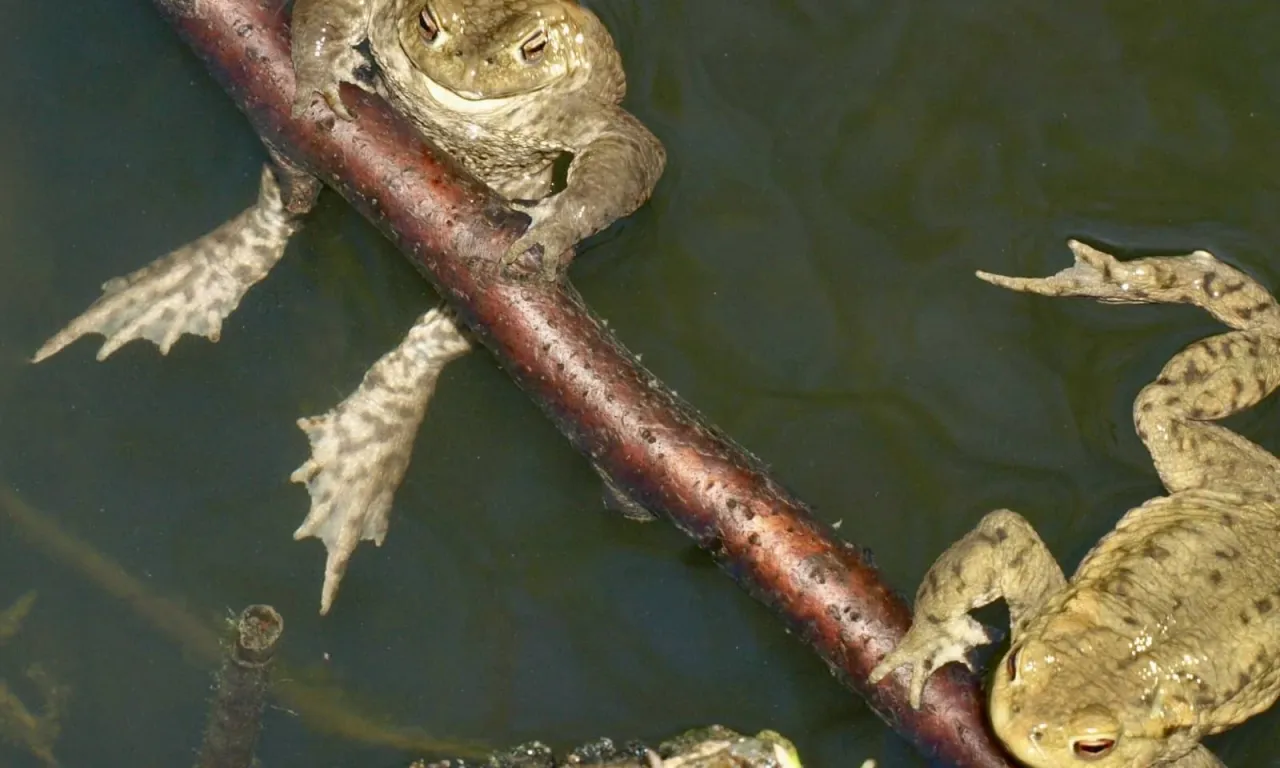 Zdjęcie Wer frisst Kaulquappen im Teich? Gefährliche Fressfeinde enthüllt
