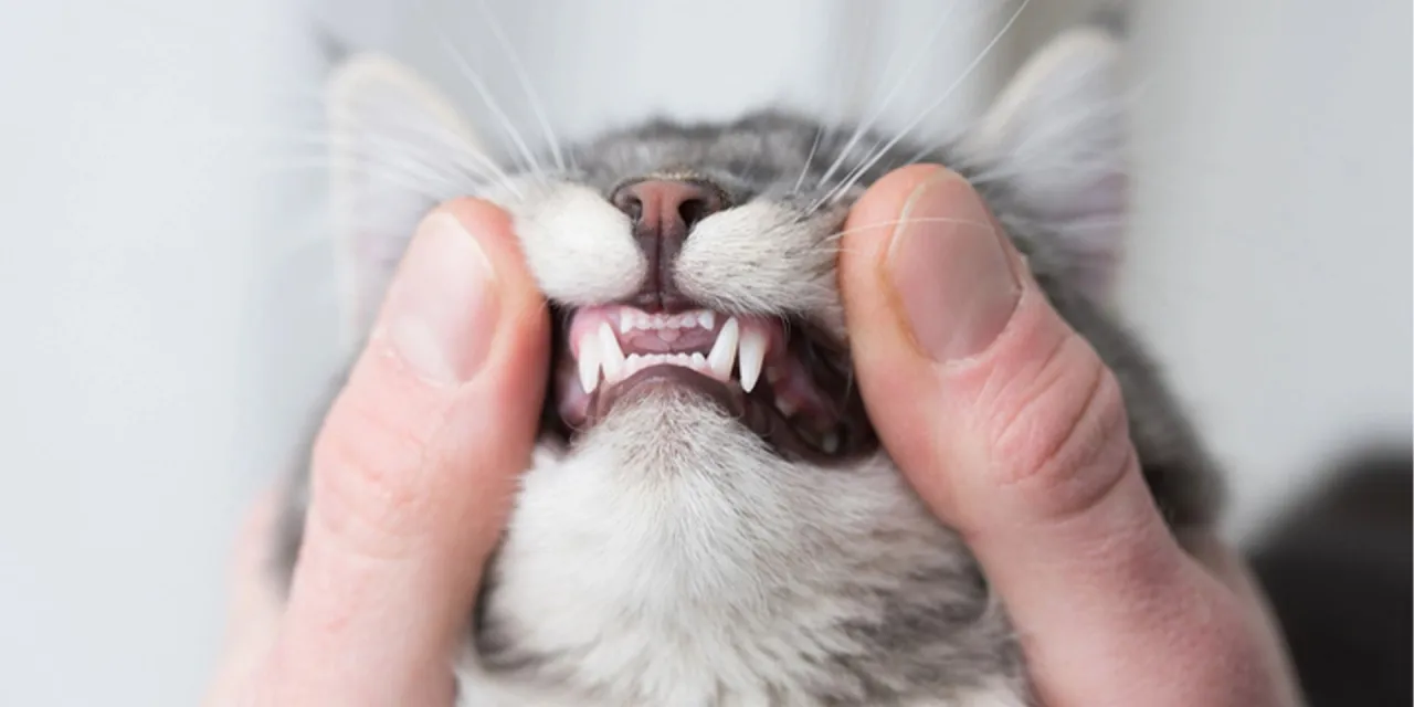 Zdjęcie ¿A los gatos se les caen los dientes de leche? Todo lo que debes saber