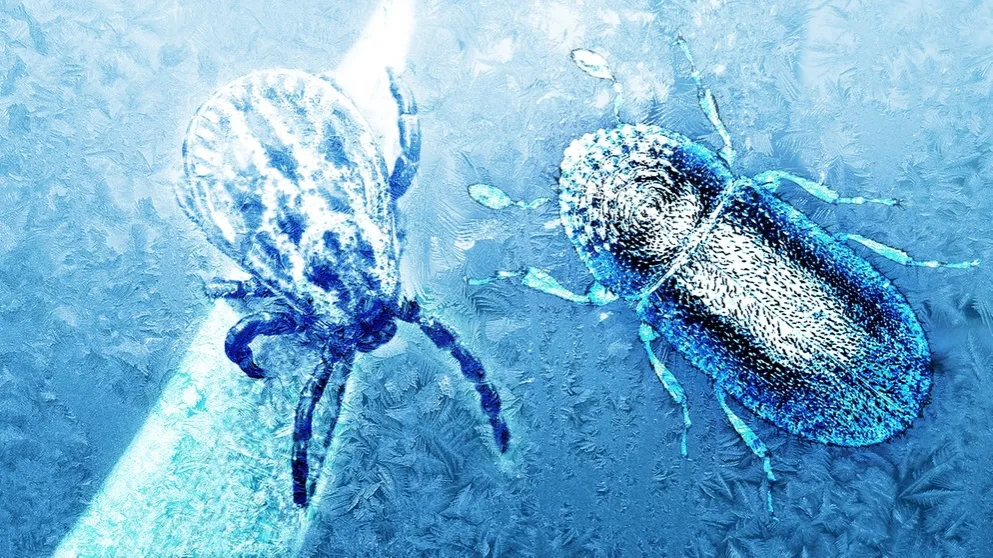 Zdjęcie Wann sterben Zecken im Winter? Die Wahrheit über ihre Aktivität