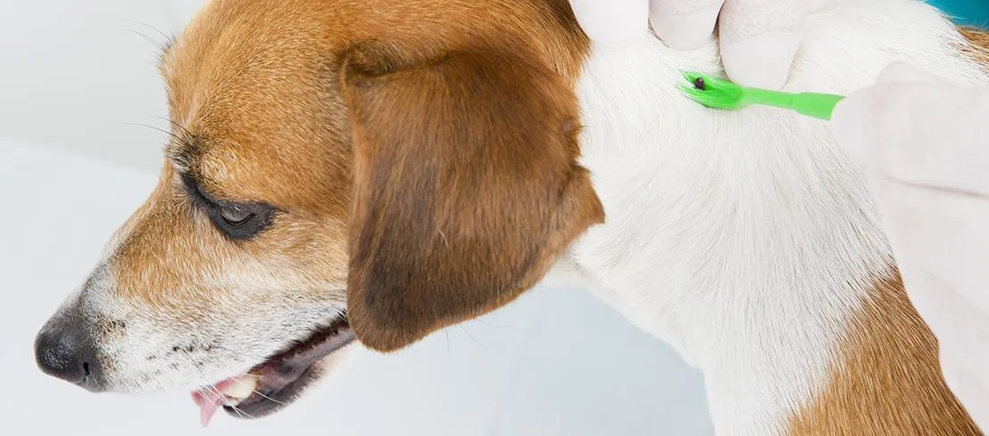 Zdjęcie Cómo quitar garrapatas a un perro de forma segura y efectiva