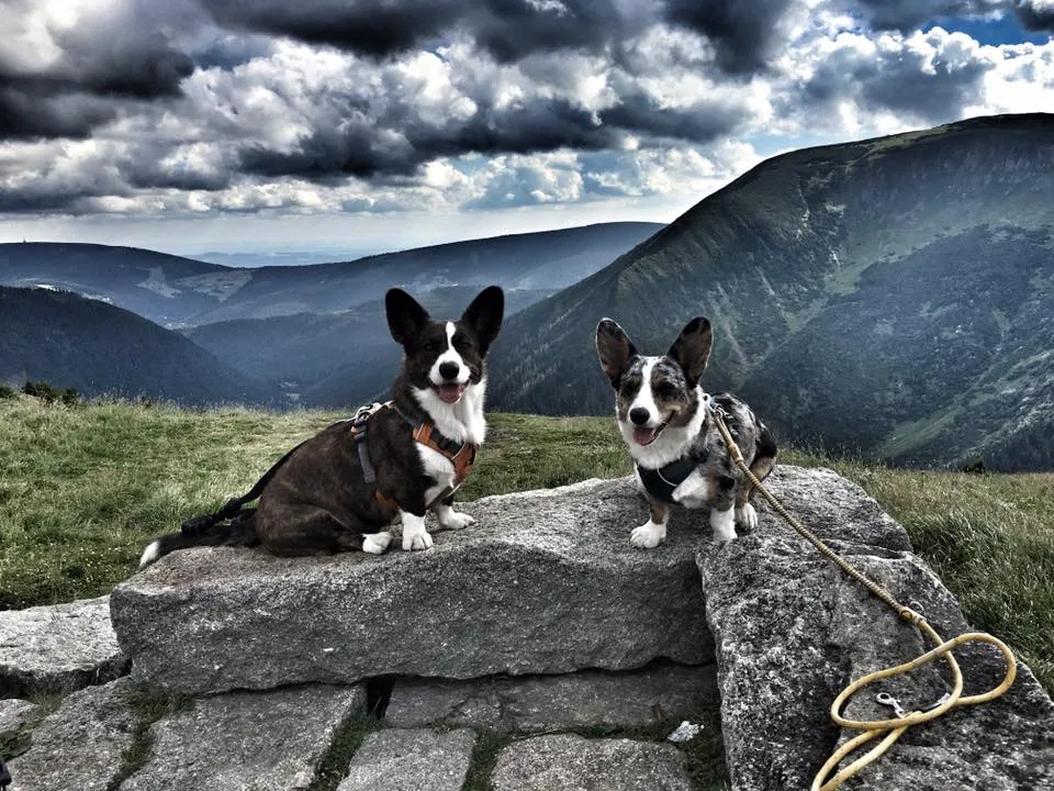Zdjęcie Planowanie wycieczki w Sudety z psem: wszystko co musisz wiedzieć