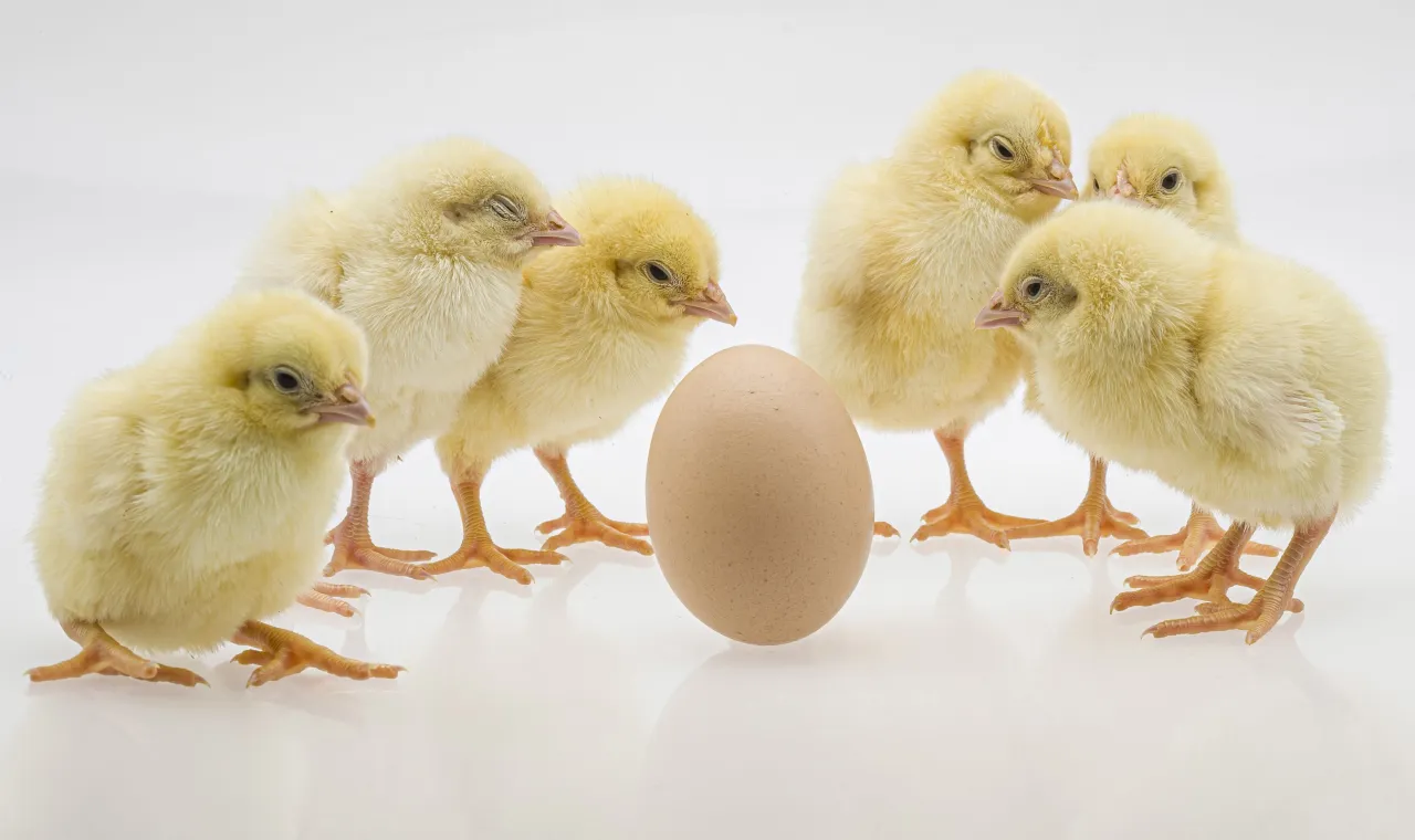 Zdjęcie Skąd się wzięło pisklę w jajku? Poznaj tajemnice rozwoju w jajku