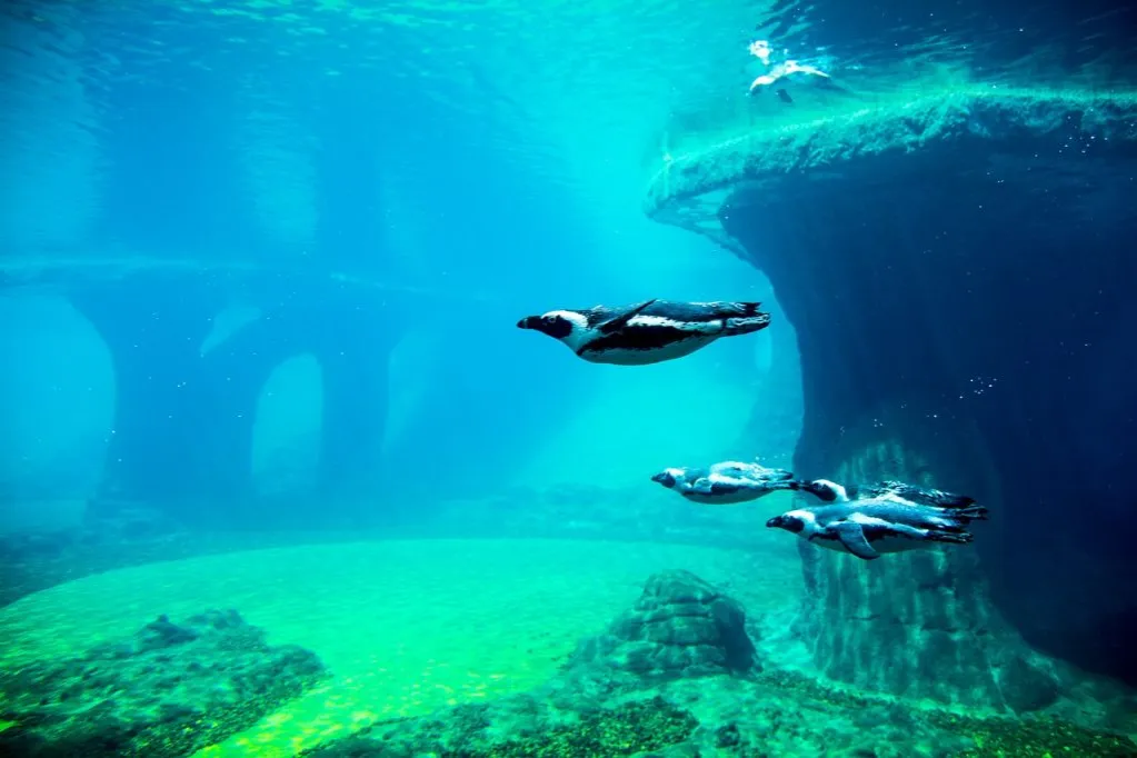 Zdjęcie Kołobrzeg atrakcje dla dzieci: oceanarium pełne niespodzianek