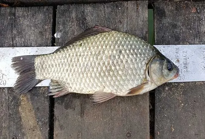 Zdjęcie Gdzie kupić rybki na żywca - sprawdzone miejsca i najlepsze oferty