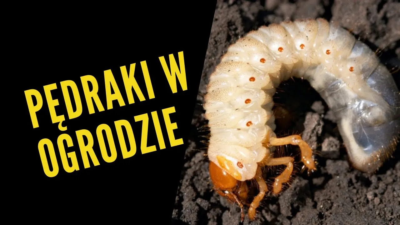Zdjęcie Skuteczne sposoby na zwalczenie pędraków w trawniku bez chemii
