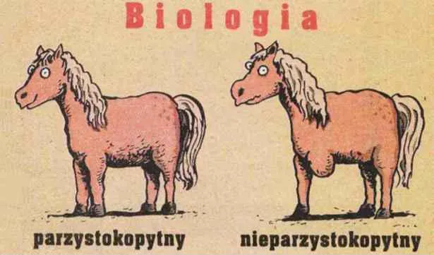 Zdjęcie Czy koń jest parzystokopytny? Odkryj prawdę o jego klasyfikacji