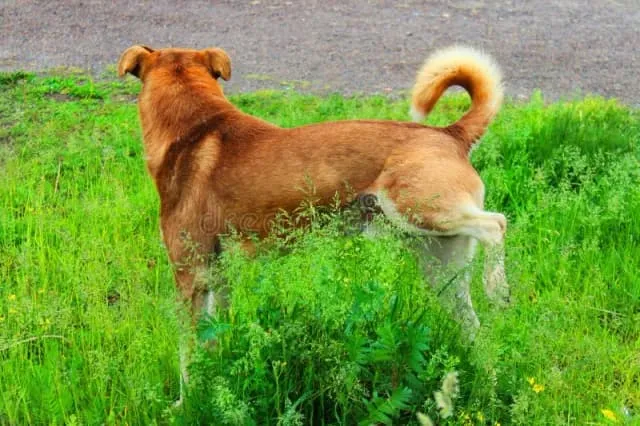 Zdjęcie Dlaczego kotka sika w domu? Oto przyczyny i skuteczne rozwiązania