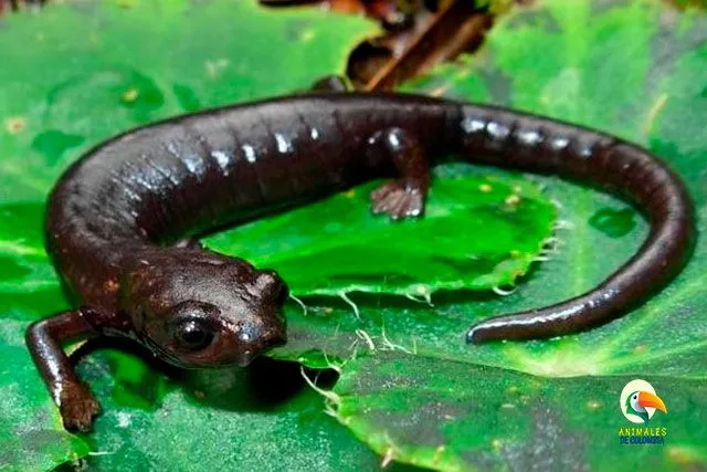 Zdjęcie Co naprawdę je salamandra? Zaskakujące fakty o jej diecie