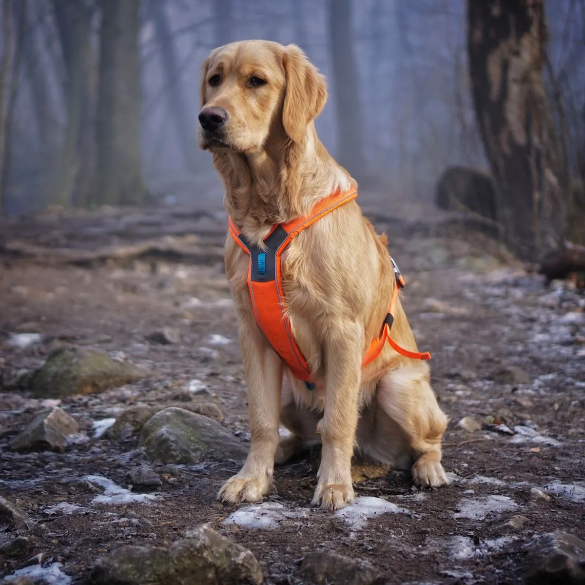 Zdjęcie Obroża czy szelki dla golden retrievera - co wybrać dla psa?