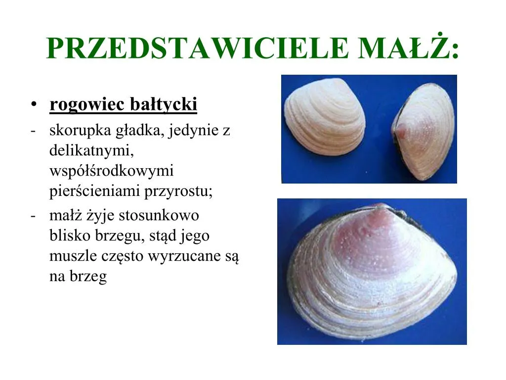 Zdjęcie Słodkowodny małż, który wyginął w Polsce – przyczyny i skutki wymarcia gatunku
