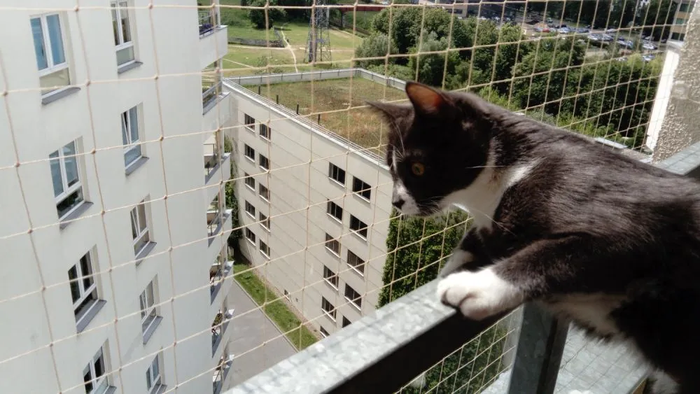 Zdjęcie Jak zabezpieczyć balkon przed wypadnięciem zwierząt domowych?