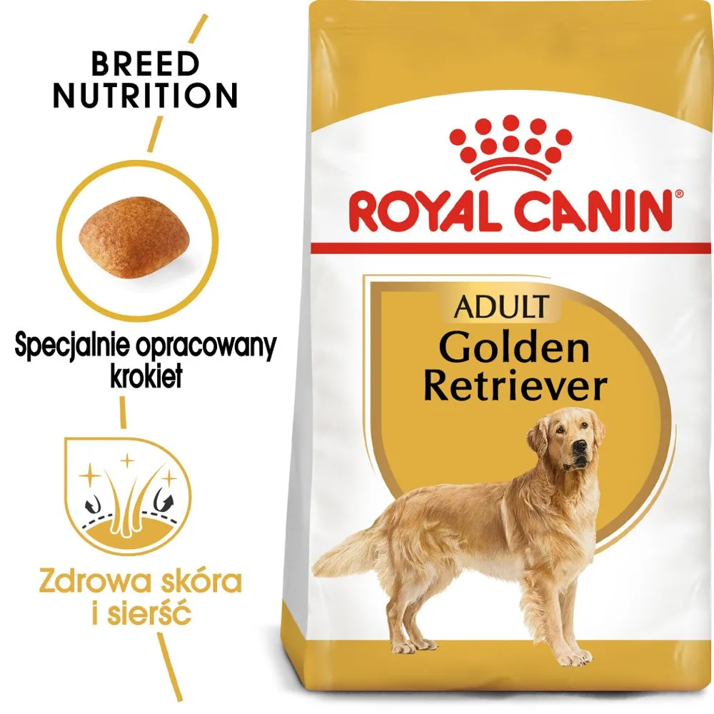 Zdjęcie Czym karmić golden retrievera, aby uniknąć problemów zdrowotnych?