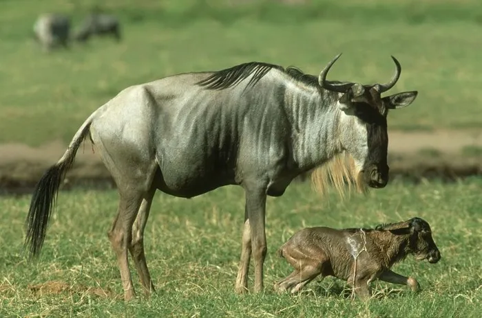 Zdjęcie Czym się żywi antylopa gnu? Odkryj jej tajemnice diety i nawyków