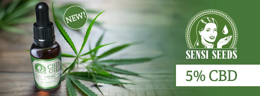 Zdjęcie Susz konopny CBD na co pomaga? Odkryj jego zdrowotne właściwości