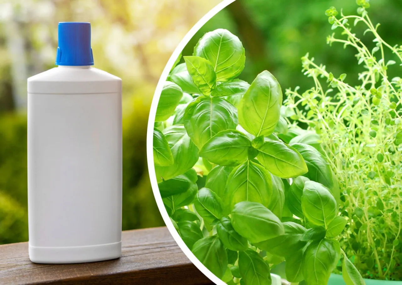 Zdjęcie Naturalny nawóz jak zrobić - proste sposoby na efektywne nawożenie