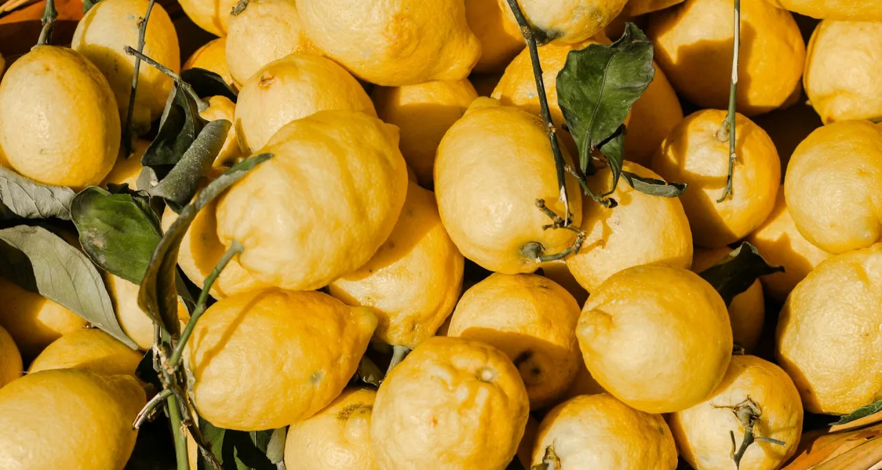 Zdjęcie Czy pies może jeść cytrusy? Bezpieczeństwo, ryzyko i alternatywy