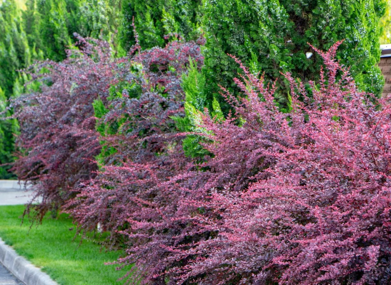 Zdjęcie Przycinanie berberysów: Kiedy i jak ciąć dla zdrowia i urody?