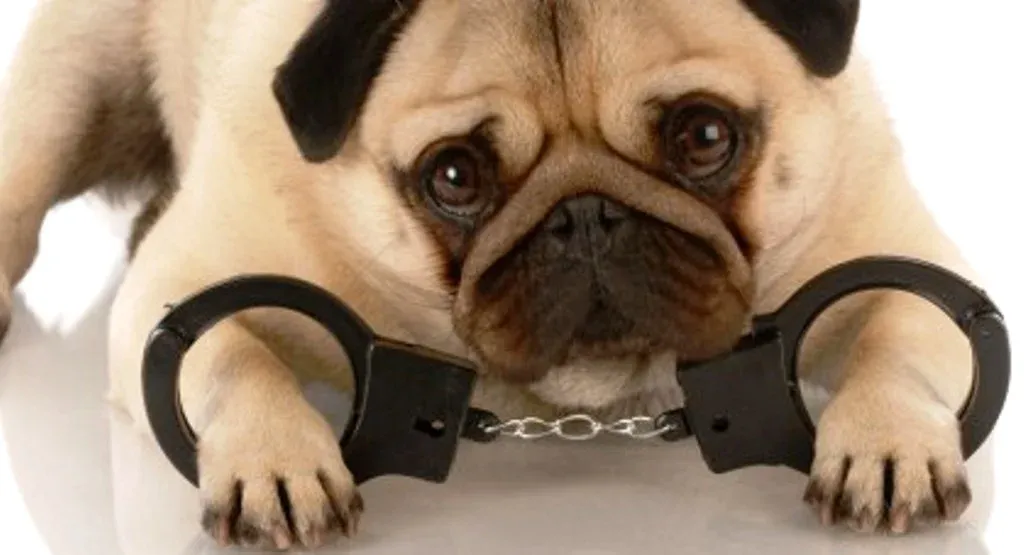 Zdjęcie Brak szczepień psa a kodeks wykroczeń: kary i obowiązki właścicieli