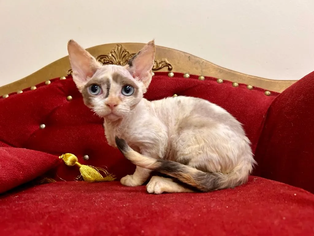 Zdjęcie Gdzie znaleźć devon rex w Szczecinie? Rekomendacje hodowli i adopcji