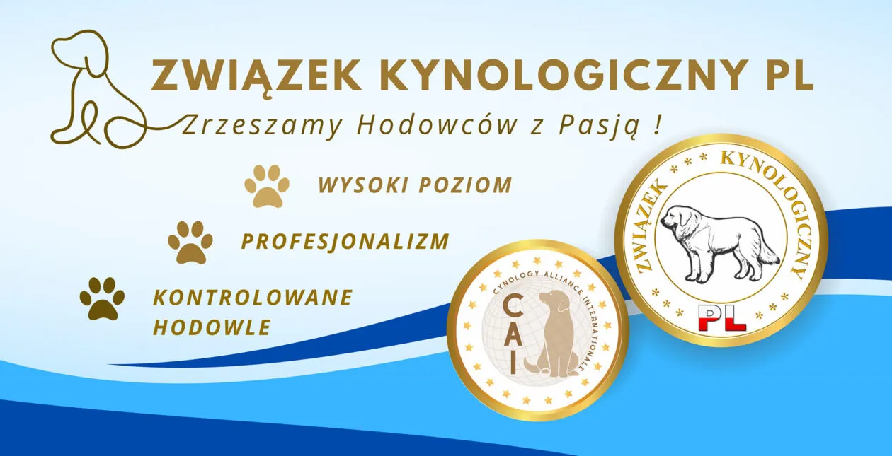Zdjęcie Jak zostać asystentem kynologicznym: kompletny kurs od podstaw