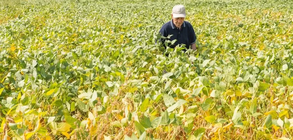 Zdjęcie Kwitnienie soi w Polsce: kiedy, jak i dlaczego? Poradnik