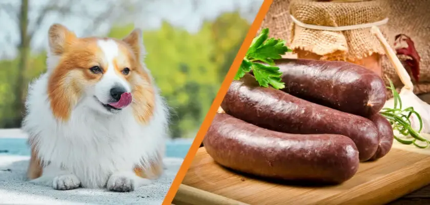 Zdjęcie Czy pies może jeść kaszankę? Fakty i zagrożenia dla zdrowia pupila