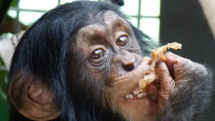 Zdjęcie Szympans z komiksu Tytus de Zoo – historia przygód, które bawią i uczą