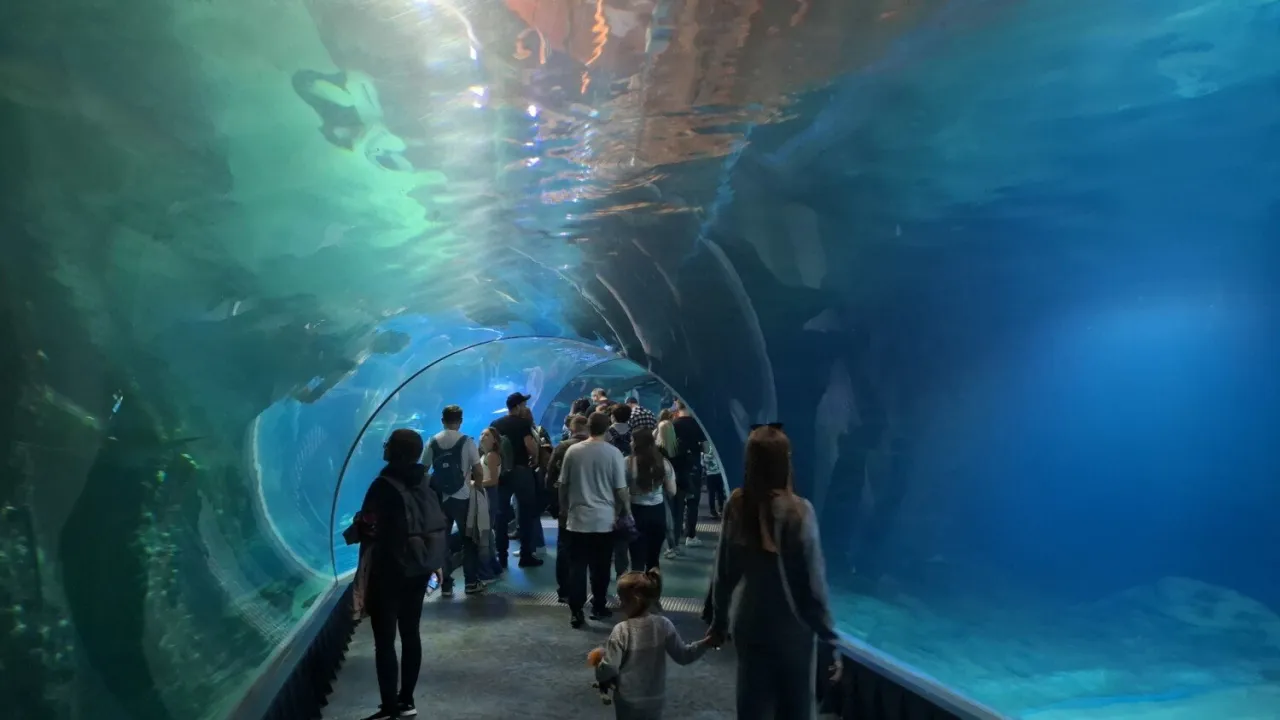 Zdjęcie Rekiny w oceanarium Wrocław: Niezapomniane atrakcje i doświadczenia