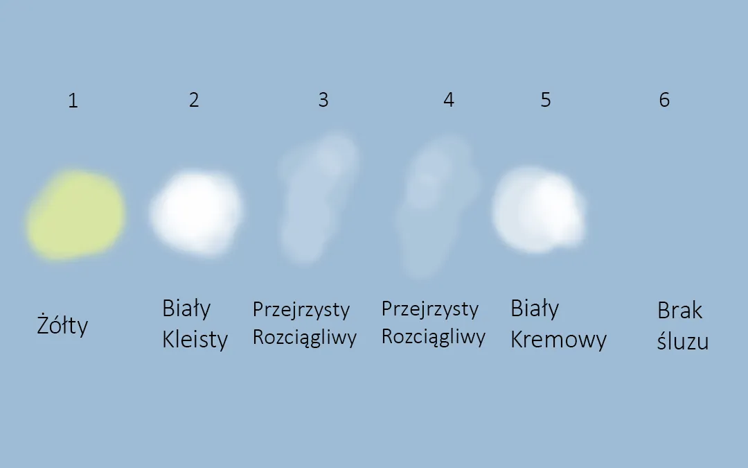 Zdjęcie Ile kalorii ma śluz z pochwy? Odkryj prawdę o jego wartości