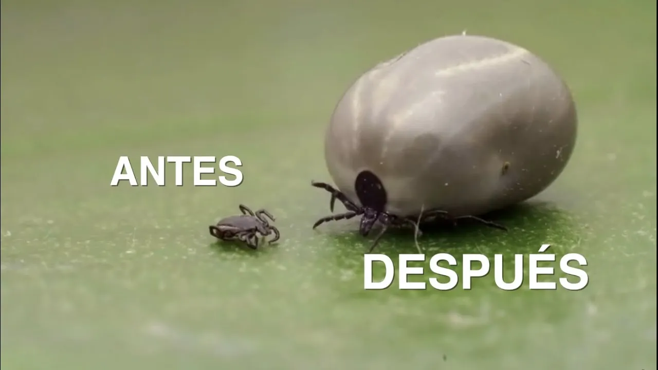 Zdjęcie A qué temperatura mueren las garrapatas y cómo evitar infestaciones