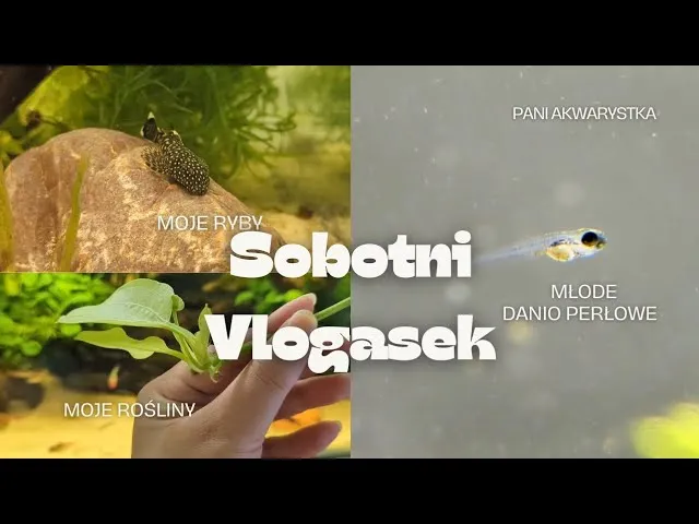 Zdjęcie Jak rozmnażają się rybki danio - proste kroki do sukcesu w akwarium