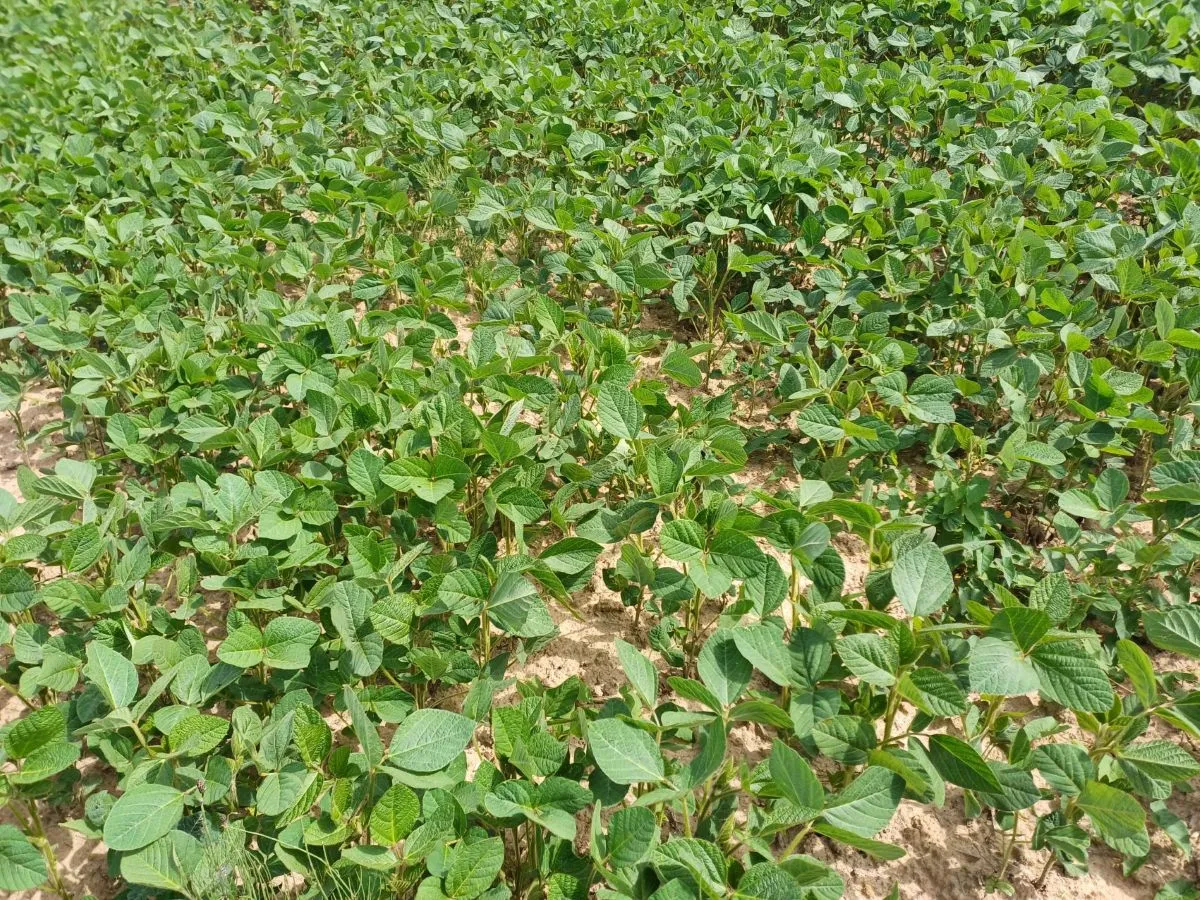 Zdjęcie Dopłaty do soi: Jakie są najnowsze zmiany i co warto wiedzieć?