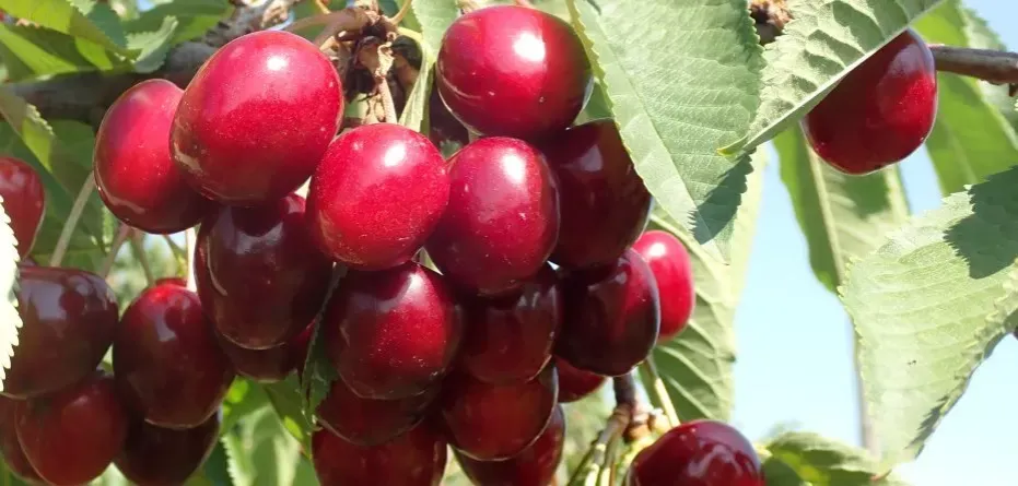 Zdjęcie Sezon na czereśnie kiedy? Sprawdź, kiedy najlepiej je kupić