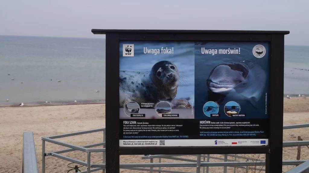 Zdjęcie Czy w Bałtyku są foki? Odkryj gatunki i miejsca ich występowania